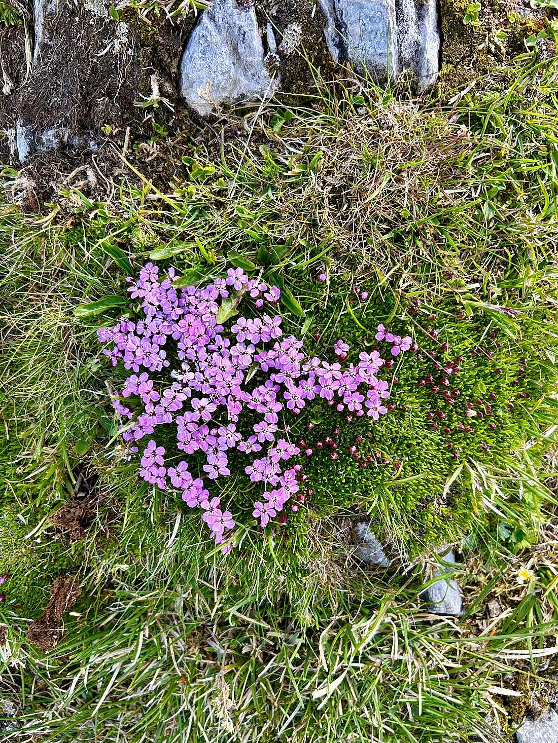 Vordere Brandjochspitze – Innsbruck - Tyrol · 6/6